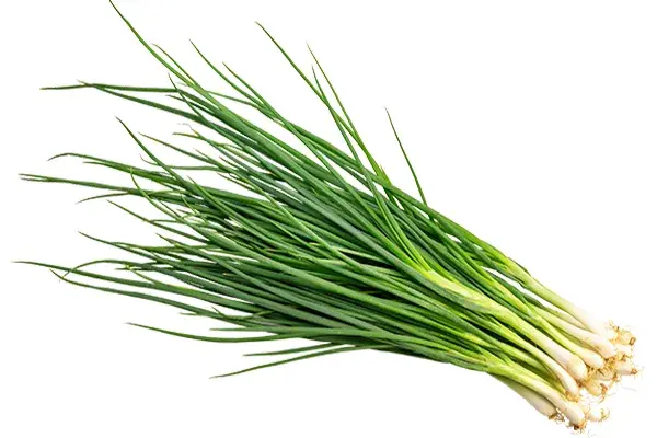 Spring Onion