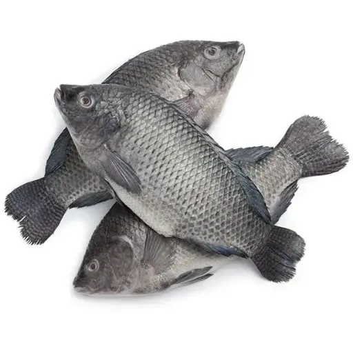 Tilapia medium